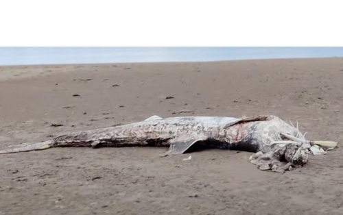 Đi dạo bãi biển tìm thấy "quái ngư" dài 4,5 m trôi dạt, chuyên gia kiểm tra phát hiện sự thật gây sốc