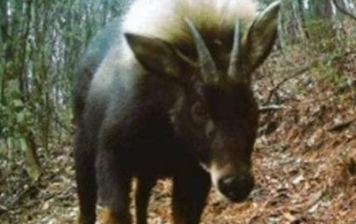 Loài vật quý hiếm bậc nhất hành tinh bất ngờ tái xuất sau 500.000 năm tuyệt tích