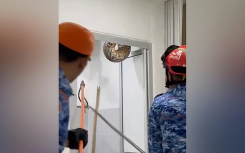 Trăn khổng lồ chọc thủng trần nhà vệ sinh, gây kinh hãi ở Malaysia