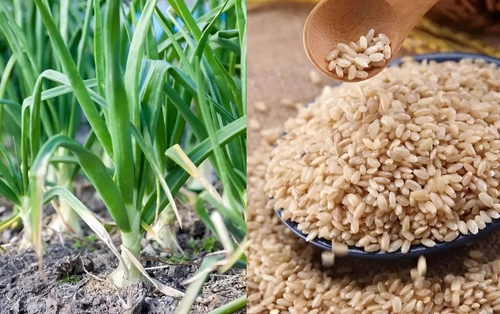 Trong cuộc sống hàng ngày, có 4 loại thực phẩm nảy mầm không những không "độc" mà còn tốt hơn - có khi bạn đã từng vứt bỏ chúng