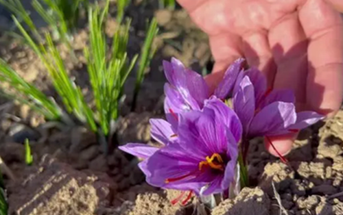 Loại hoa "quý tộc" trước kia giờ thành đặc sản giá tới 450 triệu đồng/kg, Việt Nam cũng đã trồng thành công