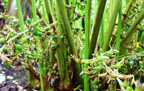 Loại hạt đắt đỏ bậc nhất thế giới, 2 triệu đồng/kg chỉ hơn 10 nước trồng được, ở Việt Nam cũng có