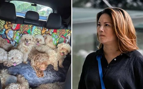 Nuôi tới 79 con chó trong nhà, người phụ nữ bị phạt hơn 400 triệu đồng