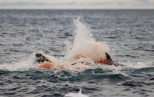 Lần đầu tiên con người vừa chụp được những hình ảnh đáng kinh ngạc này ở Na Uy