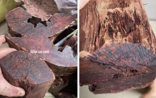 Loài gỗ "vô danh" được thương lái Trung Quốc mua 3 triệu đồng/kg: Quảng Trị cảnh báo điều gì?