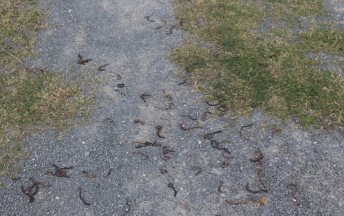 Giun đất trồi lên la liệt rồi chết khô ở Quảng Trị: Chuyện gì đang xảy ra?