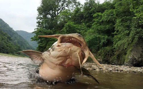 Gặp "thủy quái nước ngọt" dài 1,5m, nặng gần 30kg: Cá thể hiếm tới mức nhiều năm mới trồi lên một lần