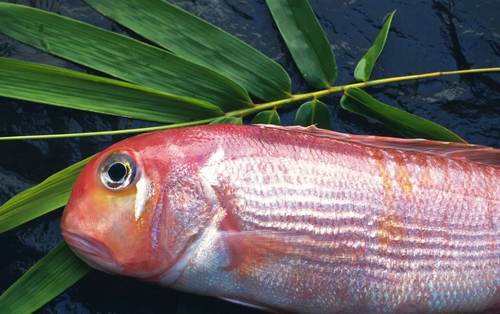 10 loại cá thấm đẫm thủy ngân hàng top: Thủ phạm "phá thận", suy giảm trí tuệ nhưng nhiều người Việt rất mê