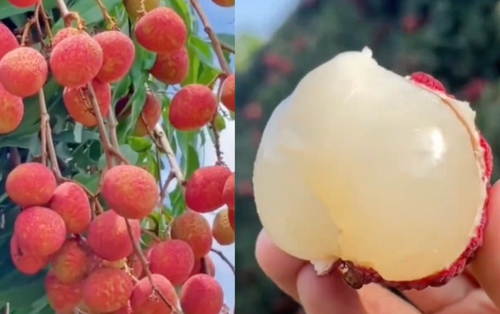 Một phụ nữ phải đi cấp cứu vì ăn hơn 100 quả vải: Có thể ăn tối đa bao nhiêu quả vải một ngày?