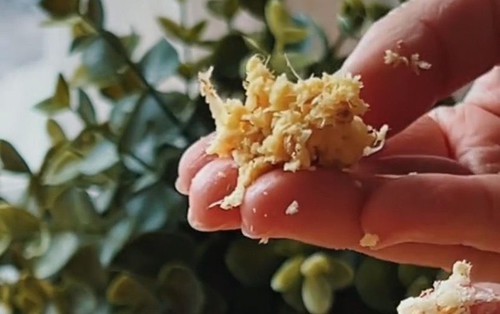 Xuống bếp lấy ngay 1 củ gừng! Ăn gừng theo 3 kiểu này ép tế bào ung thư "tự sát", nâng cao miễn dịch