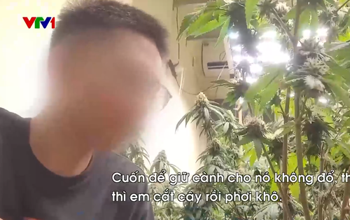 Triệt phá đường dây trồng, chế biến cần sa tại nhà ngay giữa Thủ đô