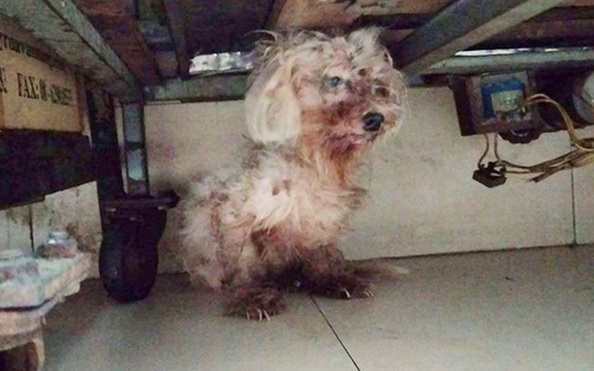 Hình ảnh chú chó xơ xác, người đầy máu vì bị chủ chặt chân gây phẫn nộ