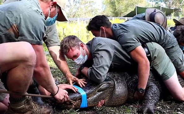 CÁ SẤU MỸ: tin tức Mới nhất Clip: 12 người đàn ông hợp sức ...