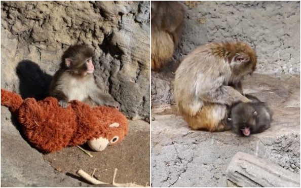 ĐƯỜI ƯƠI BÔNG: tin tức Mới nhất Vụ chú khỉ Nhật Bản bị bỏ ...