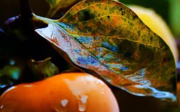 Loại lá xưa rụng đầy gốc không ai nhặt nay thành dược liệu quý bảo vệ tim mạch, giảm mỡ máu, làm mờ nếp nhăn...