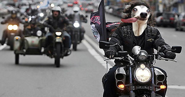 Chú chó thè lưỡi mặt ngố bị các thánh photoshop rảnh việc lôi ...