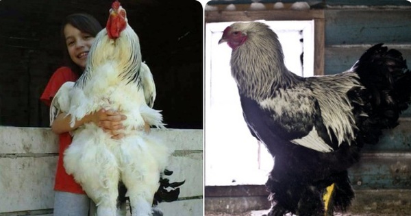 Có thể bạn chưa biết: Con gà khổng lồ trong hình này... có thật
