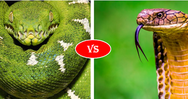 Trăn Anaconda vs rắn hổ mang chúa - quái vật đụng độ, loài nào thắng? 