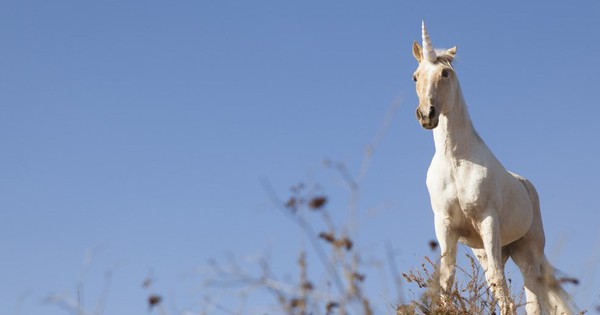 Kỳ lân (unicorn) là một loài có thực, nhưng nó không giống như bạn tưởng tượng đâu