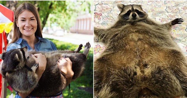 Cưu mang em gấu mèo bé nhỏ, cô gái Nga không ngờ lớn ...