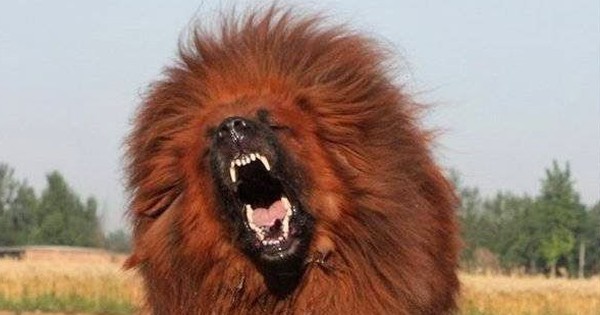 As one of the most faithful dogs, why Tibetan shell still bite the owner?