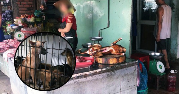 Người bán thịt chó ở Sài Gòn: “Có đến 80-90% là chó bị trộm ...