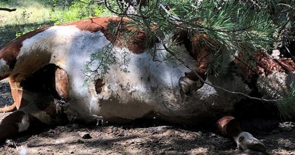 Bí ẩn hàng loạt xác bò tại Mỹ chết trong tình ... - show.vn