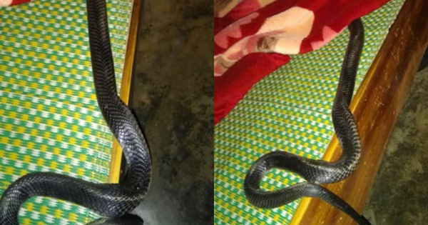 X&ocirc;n xao h&igrave;nh ảnh con rắn lớn cuộn m&igrave;nh tr&ecirc;n giường khiến nhiều ...