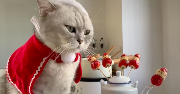 Ấm lòng ngày Giáng sinh: Clip chú mèo quay vlog nấu ăn viral khắp nơi, hội con sen lại sắp lôi các boss ra làm trò cho xem!