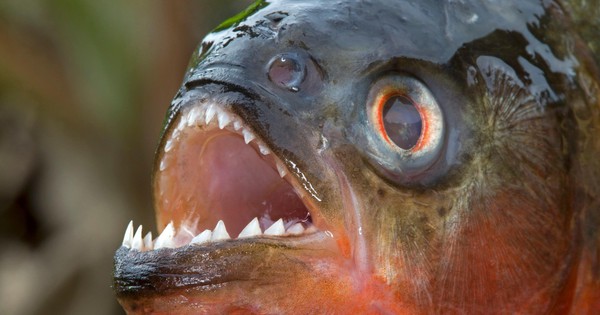 Loài người thực sự nợ cá Piranha khét tiếng Amazon một lời xin lỗi: chúng đáng sợ là do con người