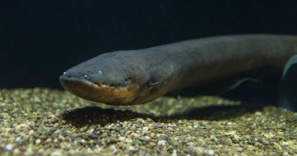 Phát hiện những con lươn điện nguy hiểm nhất thế giới: Kỷ lục sốc điện, giết chết cả cá Piranha sát thủ Amazon