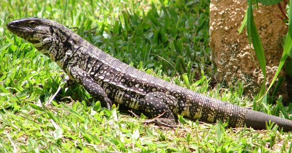 Loài thằn lằn tham ăn bị truy nã khắp nước Mỹ, người dân nếu phát hiện có thể thẳng tay tiêu diệt