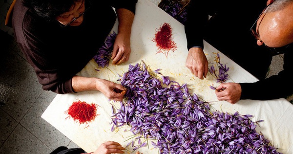 Cận cảnh quá trình thu hoạch saffron - thứ gia vị đắt nhất thế giới được mệnh danh “vàng đỏ“ có giá hàng tỷ đồng/kg, từng được Nữ hoàng Ai Cập dùng để dưỡng nhan