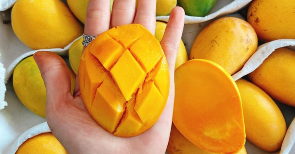 Xoài mini Trung Quốc hạt lép dày thịt có mức giá rẻ bằng 1/2 xoài Việt ...