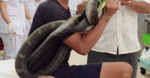 Trae el cuerpo de la cobra que mordió al hombre en Tay Ninh y entiérralo donde fue atrapada.