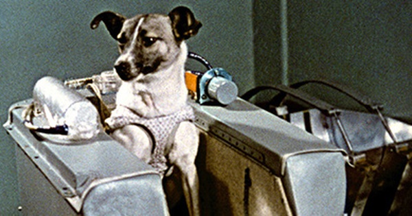 
                                    Laiko – chú chó đầu tiên bay vào vũ trụ: Cái kết 'đã định trước' và hành trình lịch sử dài 103 phút khiến thế giới quặn đau mỗi khi nhớ lại