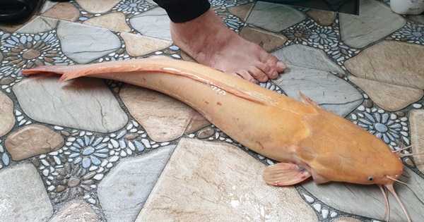 Hà Tĩnh: Người dân bắt được cá trê vàng đột biến vô cùng hiếm gặp, tỷ lệ xuất hiện 1/1 triệu con
