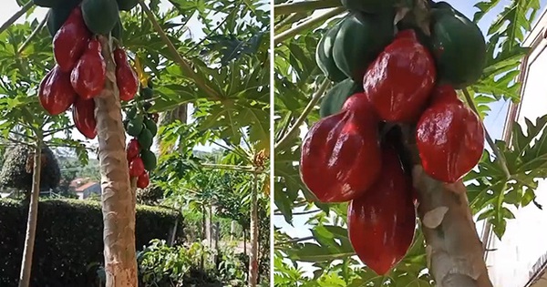 Khoe cây đu đủ có quả chín đỏ au, chàng trai lập tức bị dân mạng bóc mẽ: nhìn không hề 