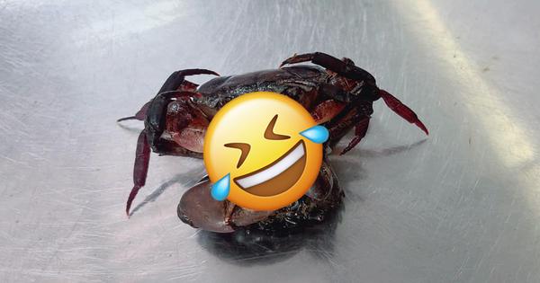 Mua cua về nhà chưa kịp chế biến, cô gái liền cầu cứu dân mạng vì gặp cảnh "dở khóc dở cười": Giờ mình nên làm gì đây? - Vimarsana News