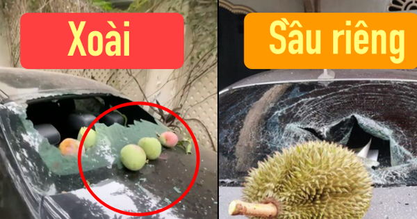 Thêm anh bán trái cây có nỗi buồn giống chị Phượng Chanel: Sầu riêng rụng làm kính xe ô tô vỡ nát, lỡ có người bên trong coi như "toang"! - Vimarsana News