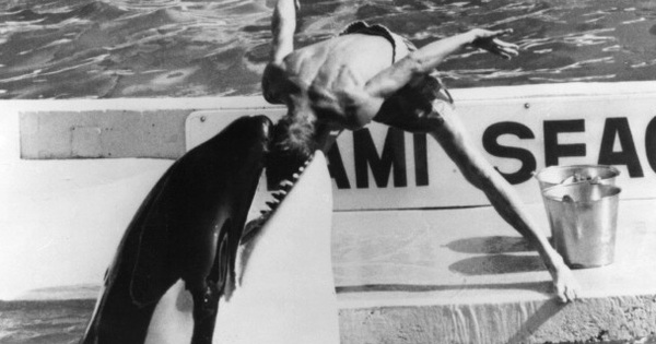 Bị bắt nhốt từ năm 3 tuổi, cá voi làm "trò vui" cho con người quay sang tấn công huấn luyện viên và kết thúc cuộc đời trong bi thảm