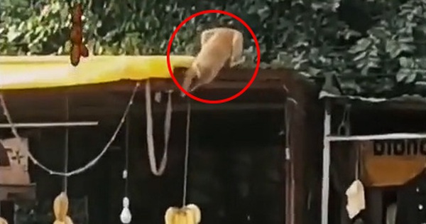 Anh chủ quầy trái cây bất ngờ bị kẻ trộm “tấn công”, dân mạng chứng kiến cũng “tức giùm” nhưng vẫn không nhịn được cười