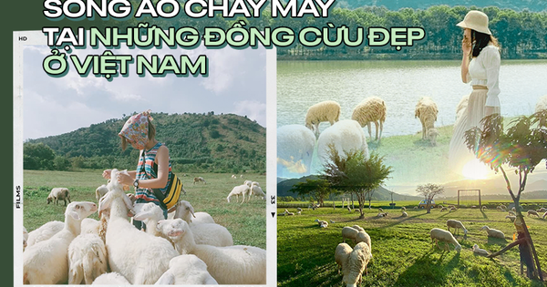 Những cánh đồng thả cừu ấn tượng ở Việt Nam khiến hội mê sống ảo đứng ngồi không yên