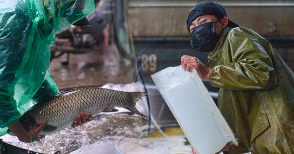 
                                    Ảnh: Người lao động tay trần bắt cá, khiêng đá lạnh để mưu sinh giữa cái rét kỷ lục 8 độ tại Hà Nội
