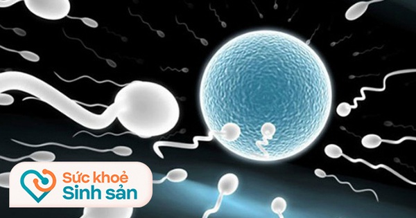 Doctor Ha Ngoc Manh tells the story of microsurgery “capturing” every sperm to help infertile men have children