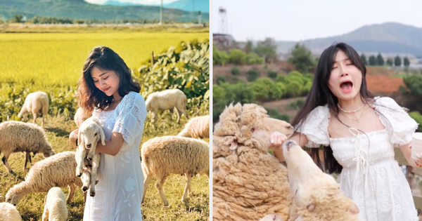 Beautiful girls uncover the truth behind virtual sheep fields online, anyone planning to leave should “turn the car” fine