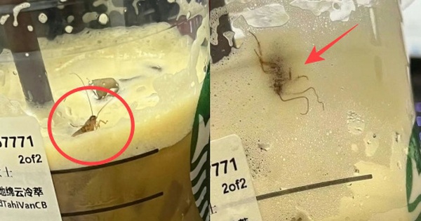 While drinking a cup of Starbucks, the girl panicked when she discovered that the “topping comes with” live cockroaches inside, confused people listened to the owner reviewing the old memories.