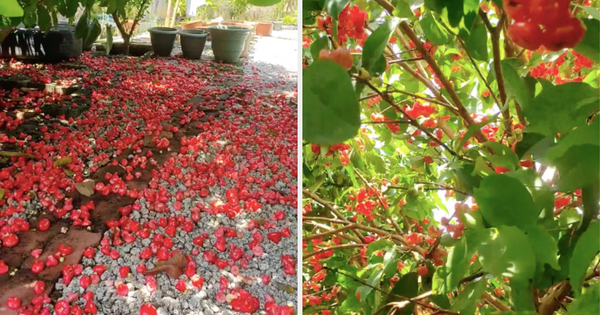 Surprised by the world’s most luxuriant plum tree, the fruit fell in the yard, no one bothered to pick it up, making Vietnamese netizens regret