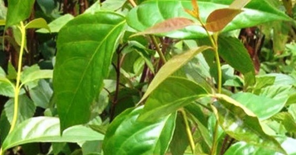 One person died, 4 people were seriously poisoned by eating the wrong leaf