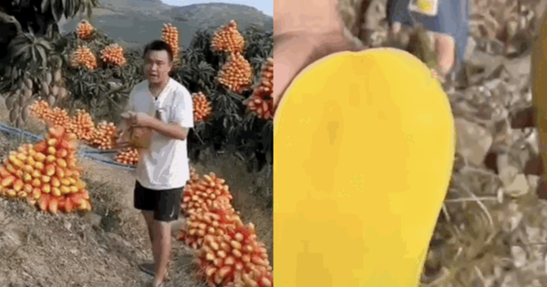 
                                    Quảng cáo không hề 'giả trân' như nông dân Trung Quốc: Gắn trái giả lên cây, dàn dựng đồ tươi nhưng thực chất 'đông lạnh'?